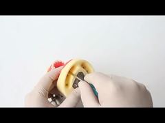 Dental Study Teeth Model Dental School 28pcs Teeth With Screw Dental Restoration Jaw Model For You