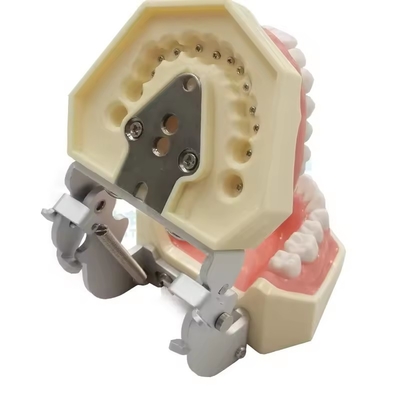 Dental Study Teeth Model Dental School 28pcs Teeth With Screw Dental Restoration Jaw Model