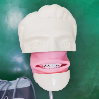 Dental School Phantom Head For Dental Student Study Model Dental Phantom Head Unit