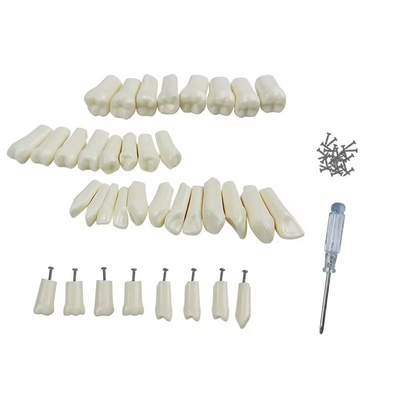 Standard Dental Exercise Teeth Dental Student Training Teeth 28pcs/32pcs Resin Permanent Teeth
