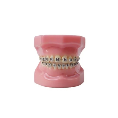 Dental Typedont Teeth Model For Preparation Dental Student Orthodontic Practice Model