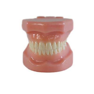 Dental Typedont Teeth Model For Preparation Dental Student Orthodontic Practice Model