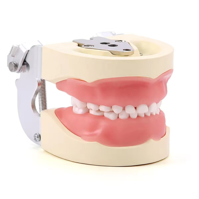 Detachable 24pcs Children Dental Teeth Model Resin Made Training Kids Teeth Practise Model