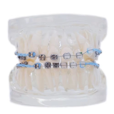 Multi Color Human Teeth Model For Study Dental Orthodontic Teeth Model With Bracket