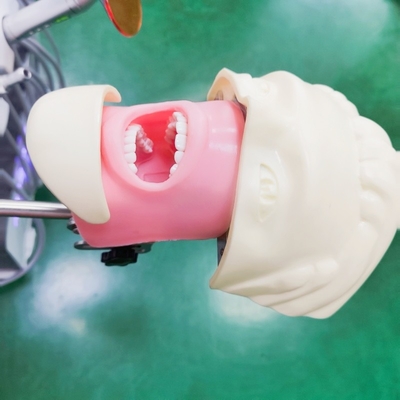 Professional Dental Students Simulator Training Model Medical Science Dental Phantom Head Model