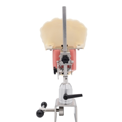 Dental Teaching Tooth Model Dental Simulator System Phantom Head for Training New Dental Implant Simulator Head