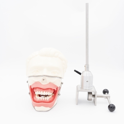 Oral Anesthesia Training Model Realistic Gum Jaw Simulation for Injection Practice Dental Conduction Anesthesia Model