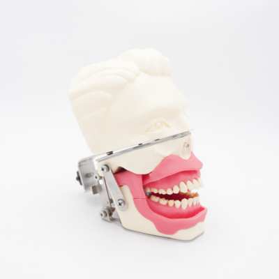 Oral Anesthesia Training Model Realistic Gum Jaw Simulation for Injection Practice Dental Conduction Anesthesia Model