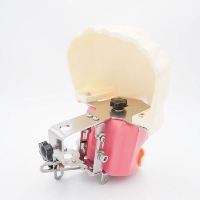Advanced Oral Phantom Head Dental Teaching Head Model Dental School Desktop Practice Dental Training Simulator