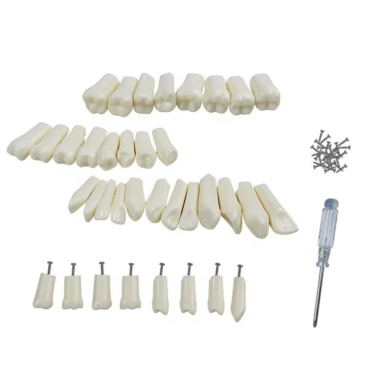 32pcs / Set Dental Typodont Replacement Teeth Dental Student Practice Tools Hardness Resin Teeth