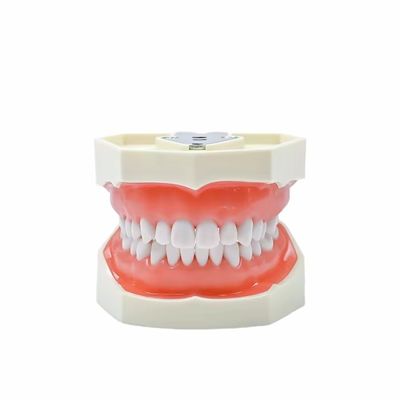 Dental Study Teeth Model Dental School 28pcs Teeth With Screw Dental Restoration Jaw Model