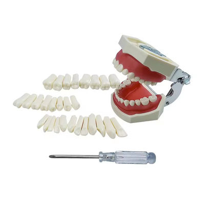 Good price Standard Dental Exercise Teeth Dental Student Training Teeth 28pcs/32pcs Resin Permanent Teeth online